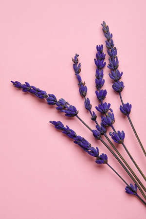 Beautiful lavender flowers on color background