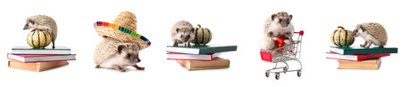 Set of cute hedgehogs with books, shopping cart and sombrero isolated on whiteの写真素材