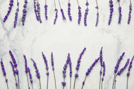 Beautiful lavender flowers on light backgroundの写真素材