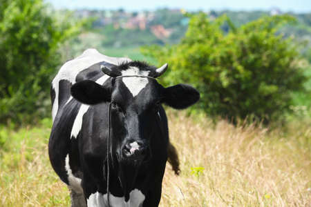 Cute cow in the field on summer dayの写真素材