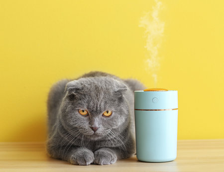 Cute cat with modern humidifier on color backgroundの写真素材
