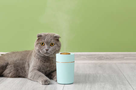 Cute cat and modern humidifier near color wallの写真素材
