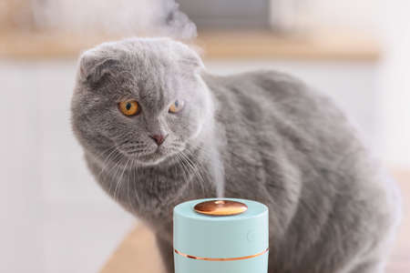 Cute cat in room with modern humidifierの写真素材