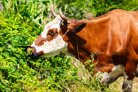 Cute cow grazing outdoors on summer dayの写真素材