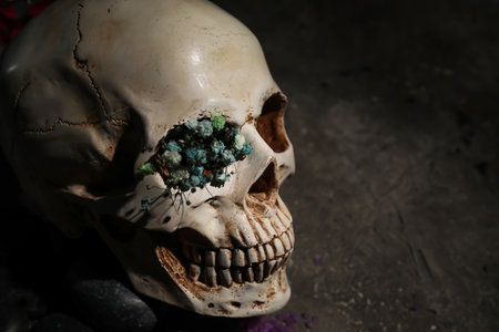 Scull with dried flowers on dark gray backgroundの写真素材