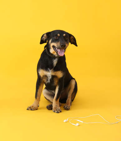 Cute dog with earphones on white background