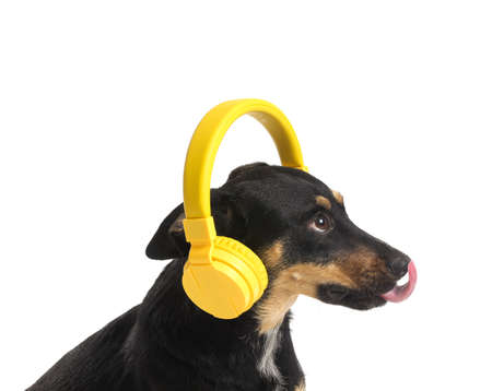 Cute dog with headphones on white backgroundの写真素材