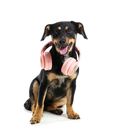 Cute dog with headphones on white backgroundの写真素材