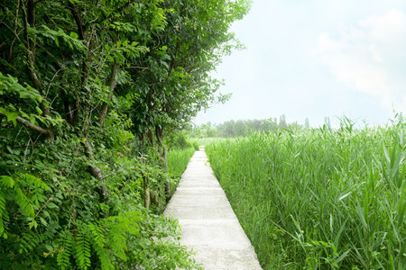 path in beautiful city park