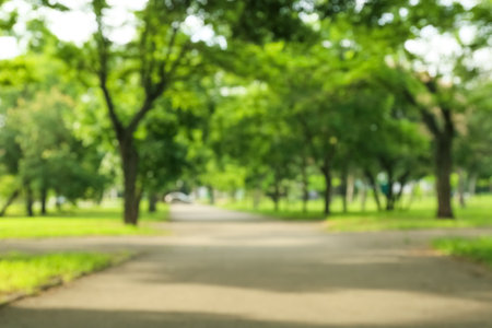 Blurred view of green park on summer dayの写真素材