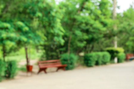 Blurred view of green park on summer dayの写真素材