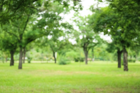 Blurred view of green park on summer dayの写真素材