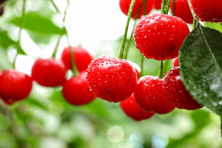 Tasty cherries on tree in garden