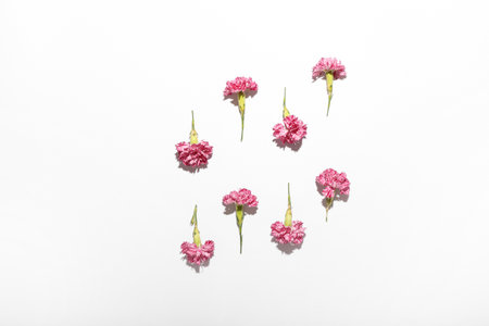 Beautiful carnation flowers isolated on white backgroundの写真素材