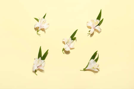 White alstroemeria flowers on color background