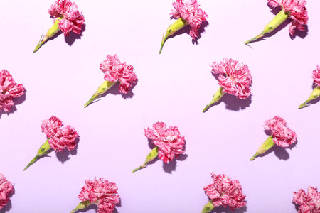Beautiful carnation flowers on lilac background