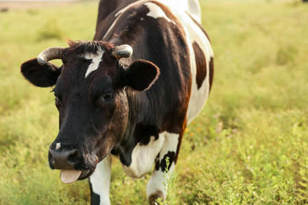 Black and white cow grazing on green pastureの写真素材