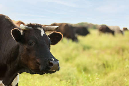 Black and white cow grazing on green pasture, closeupの写真素材