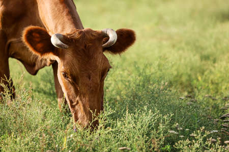 Brown cow grazing on green pastureの写真素材