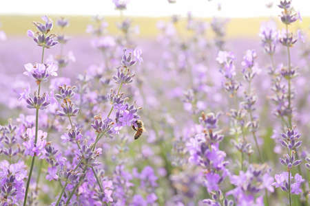 Beautiful lavender flowers in field, closeup