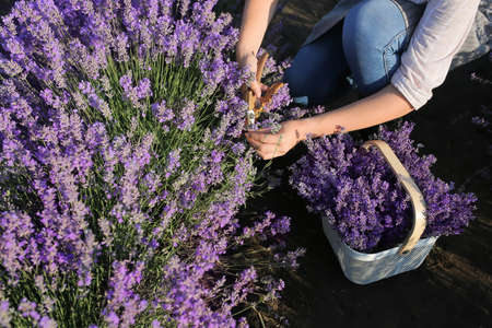 Female farmer cutting lavender flowers in fieldの写真素材