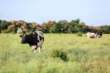 Black and white cow grazing on green pastureの写真素材