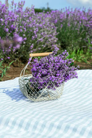 Basket with lavender flowers on plaid in fieldの写真素材
