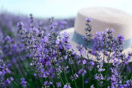 Beautiful blooming lavender plant with hat on summer dayの写真素材