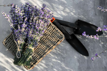 Box with lavender flowers and gardening tools in the field