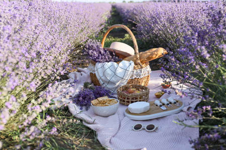 Wicker basket with tasty food for romantic picnic in lavender fieldの写真素材