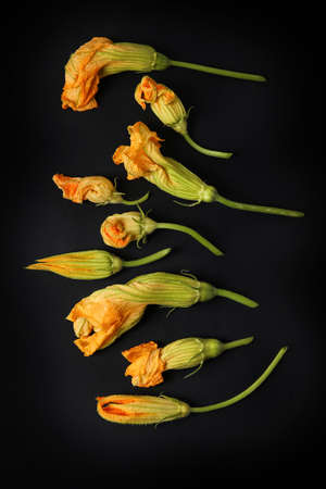 Flowers of zucchini on dark backgroundの写真素材