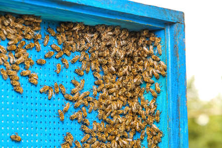 Hive with bees at apiary