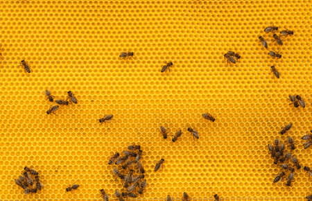 Many bees on honey combs