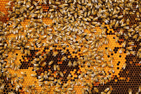 Many bees on honey combs