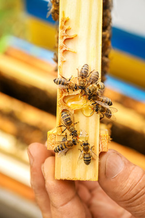 Beekeeper with honey frame, closeup