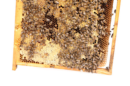 Honey frame with bees on white background