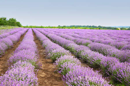 Beautiful lavender field on summer day