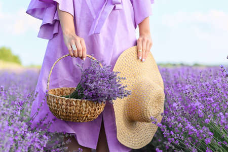 beautiful young woman in lavender fieldの写真素材