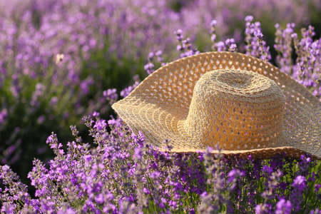 Straw hat in beautiful lavender field on summer day