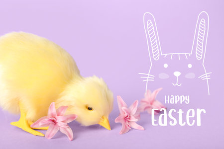 Easter greeting card with cute chicken and spring flowers on lilac backgroundの写真素材