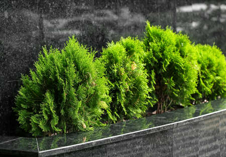 Coniferous bushes growing near modern building
