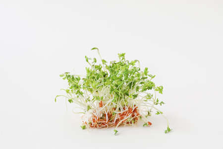 Fresh micro green on light backgroundの写真素材