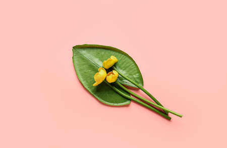 Beautiful yellow lotus flowers and green leaf on color background