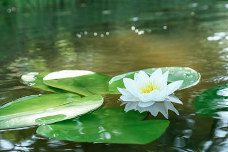 Beautiful blooming lotus flower in pond