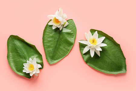 Green leaves and white lotus flowers on white backgroundの写真素材