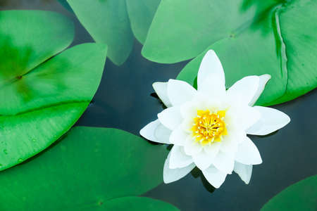 White blooming lotus flower in waterの写真素材