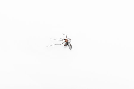 Mosquito isolated on white backgroundの写真素材