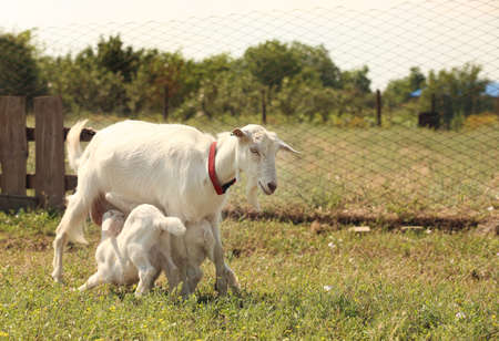 Goat feeding its baby on farm