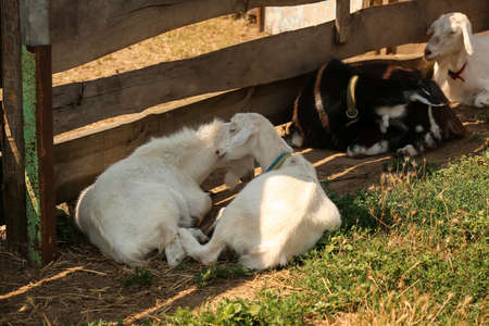 Cute funny goats on farmの写真素材