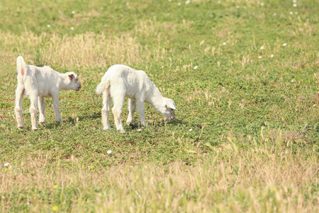 Cute baby goats grazing on farm